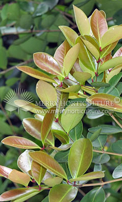 syzygium glaucum leaves